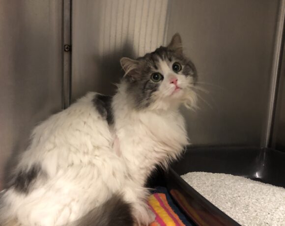 FUND: Kater, weiß, grau , unkastriert und ungechipt