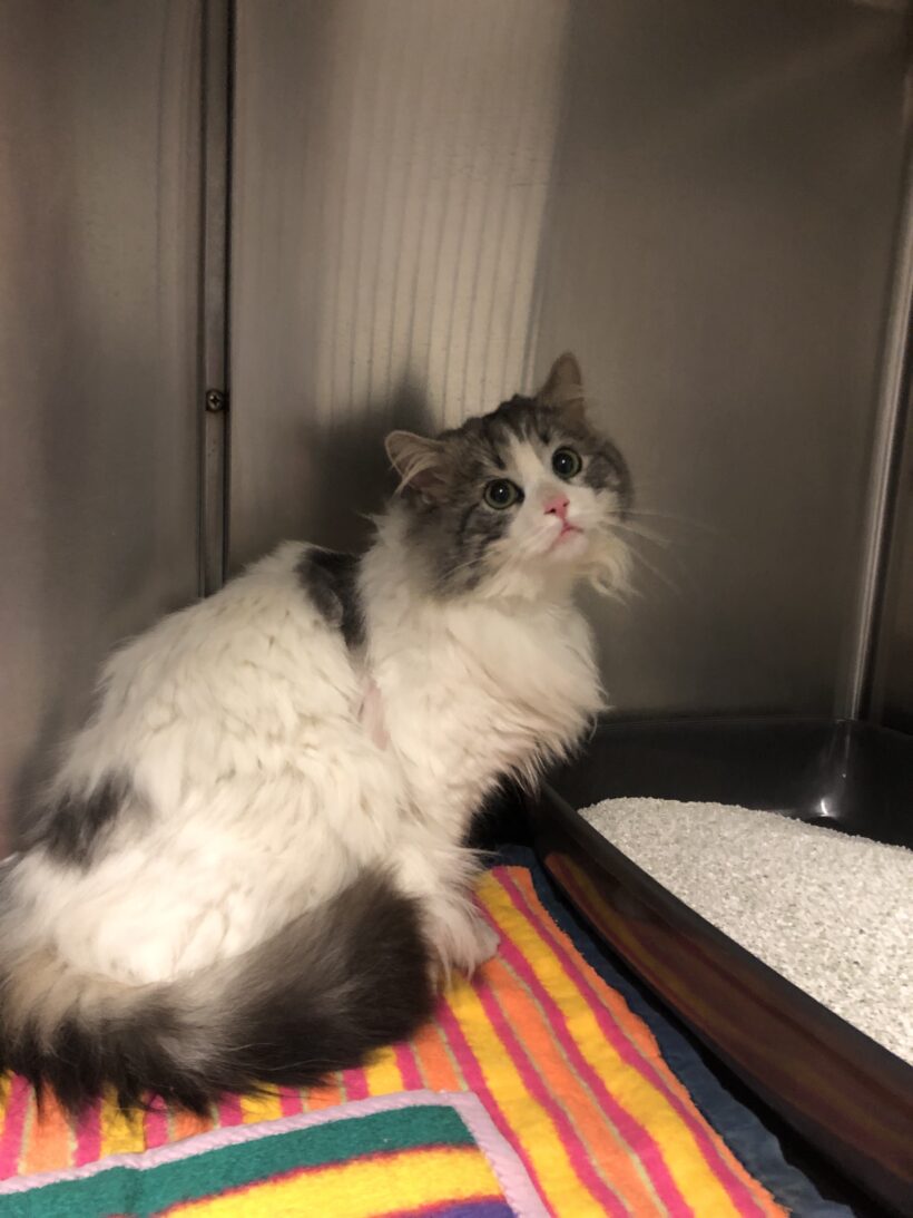 FUND: Kater, weiß, grau , unkastriert und ungechipt