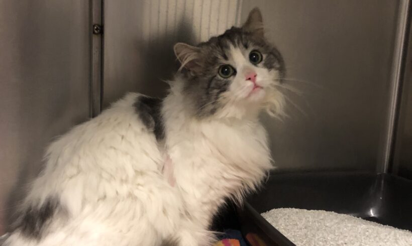 FUND: Kater, weiß, grau , unkastriert und ungechipt