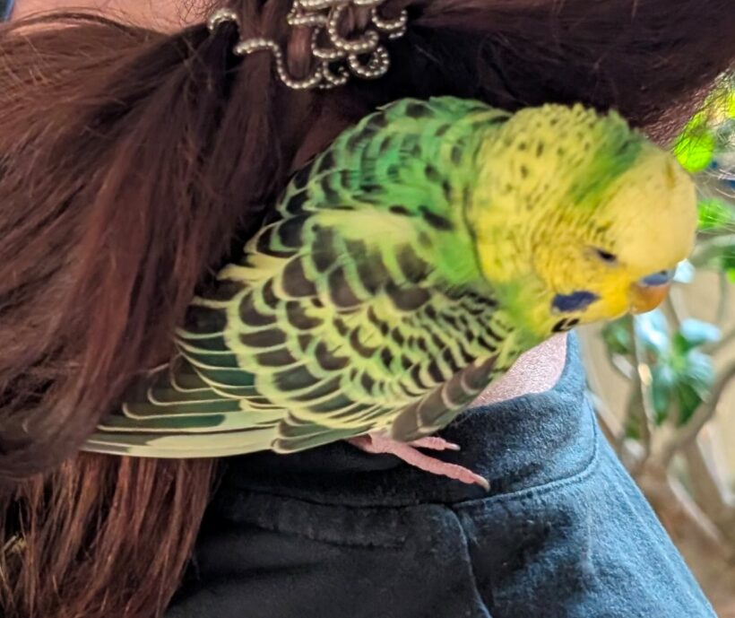 FUND: Wellensittich Hahn, grün-gelb