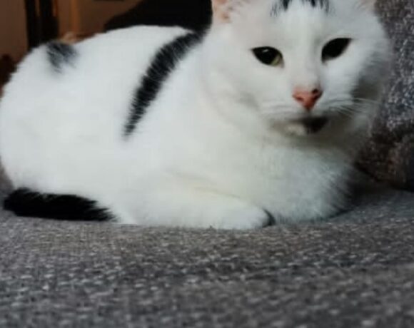 Vermisst: Kater Mütze, weiß-schwarz, Hofschaft Obenscheidt