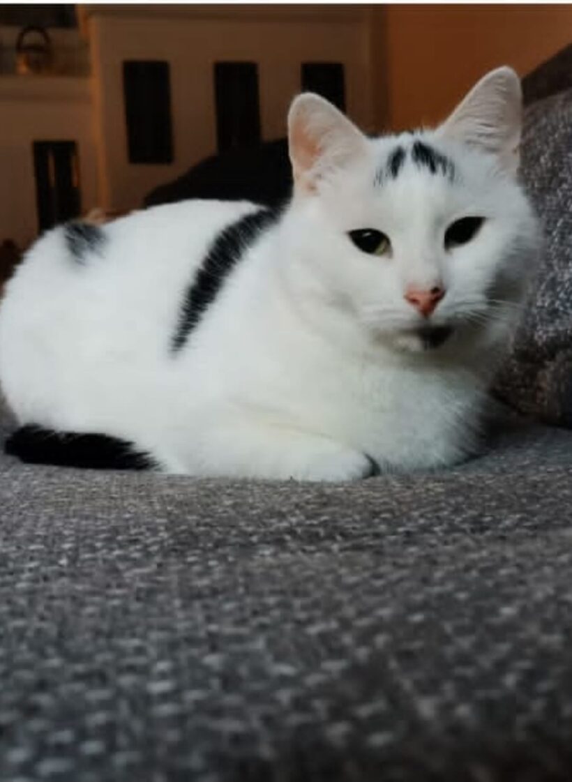 Vermisst: Kater Mütze, weiß-schwarz, Hofschaft Obenscheidt