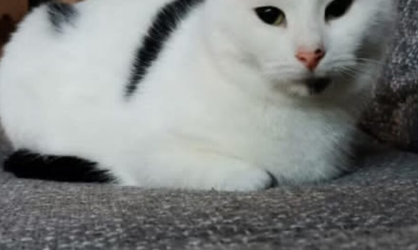 Vermisst: Kater Mütze, weiß-schwarz, Hofschaft Obenscheidt