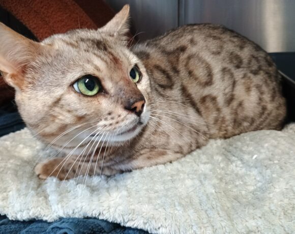 Fund: Kater, Bengale, unkastriert, kein Chip
