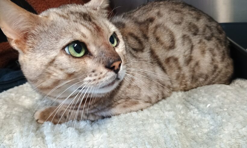 Fund: Kater, Bengale, unkastriert, kein Chip