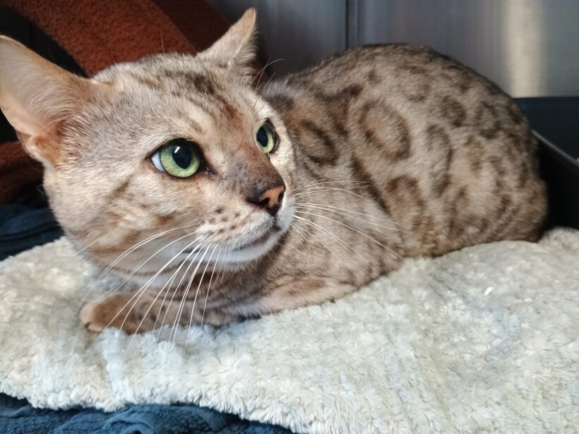 Fund: Kater, Bengale, unkastriert, kein Chip