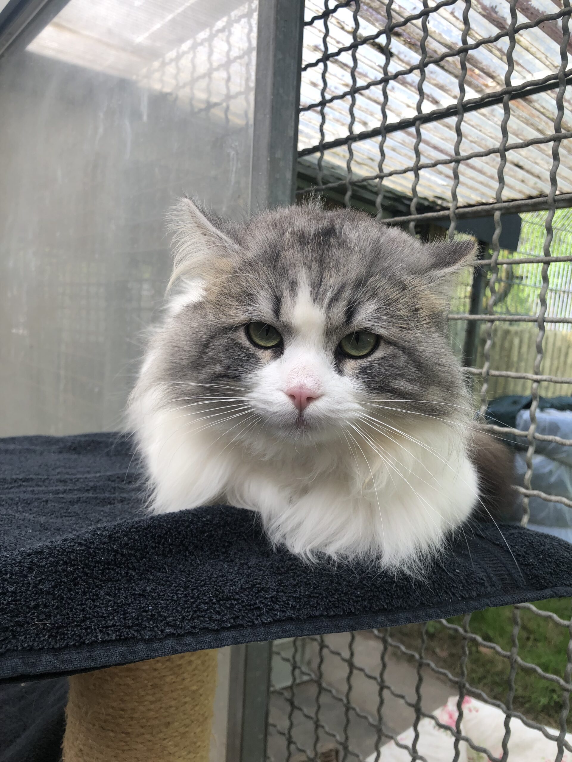Purrcy Purrcy