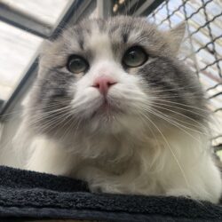 Purrcy