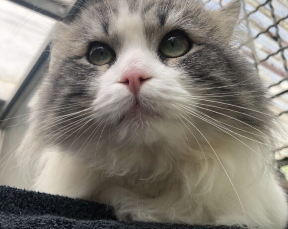 Purrcy Purrcy