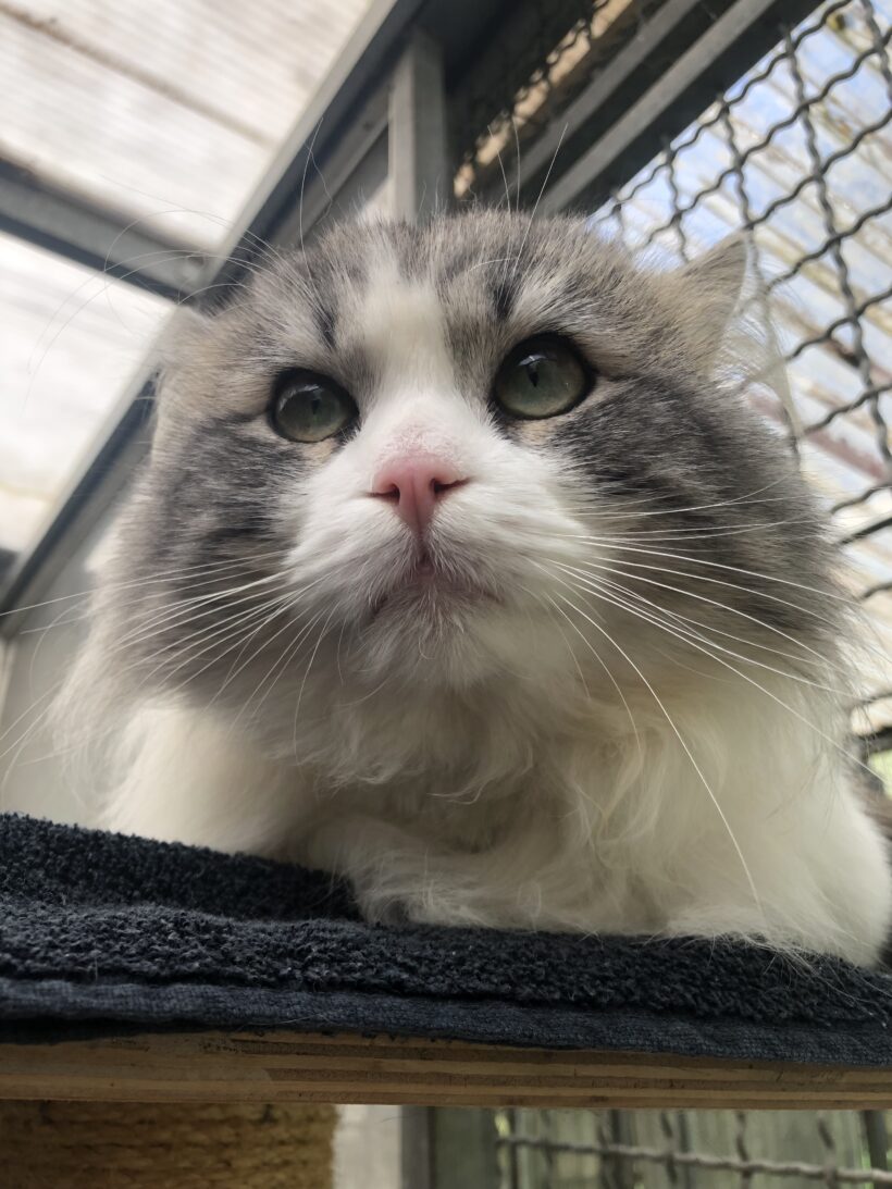 Purrcy Purrcy
