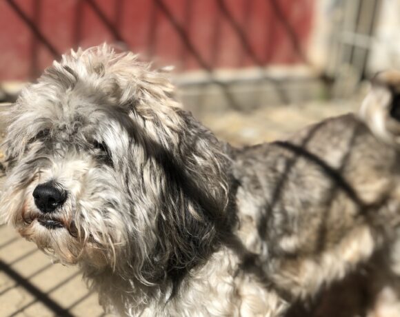 Balou (hat Interessenten)