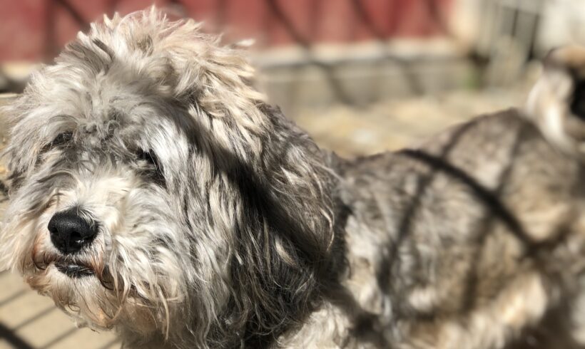 Balou (hat Interessenten)