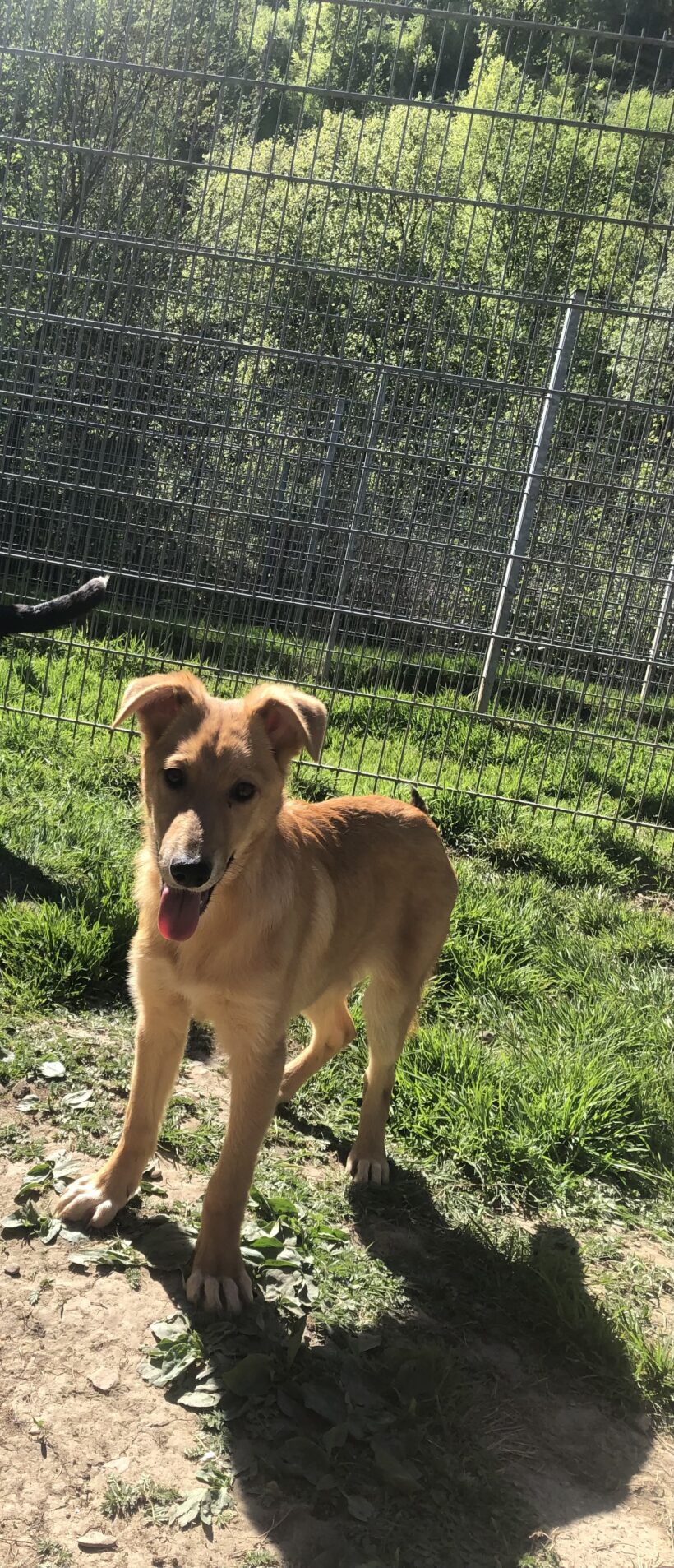 Adele (hat Interessenten)
