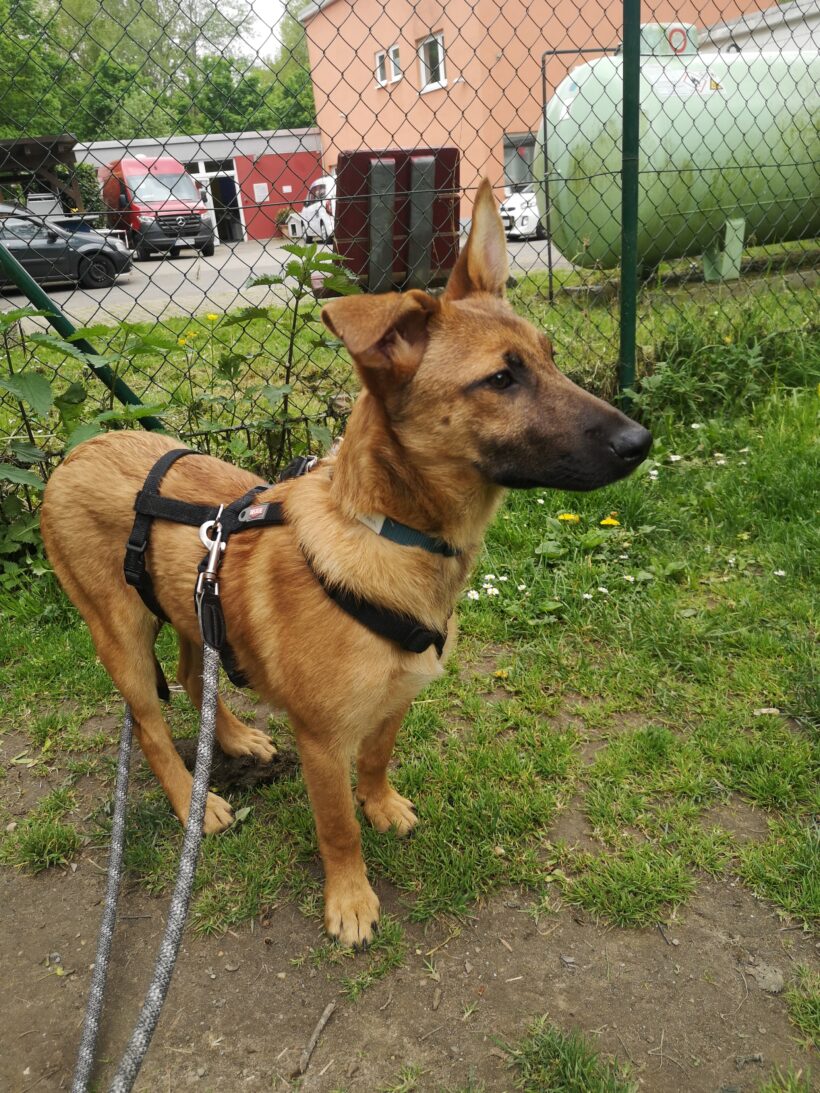 Anna (hat Interessenten)