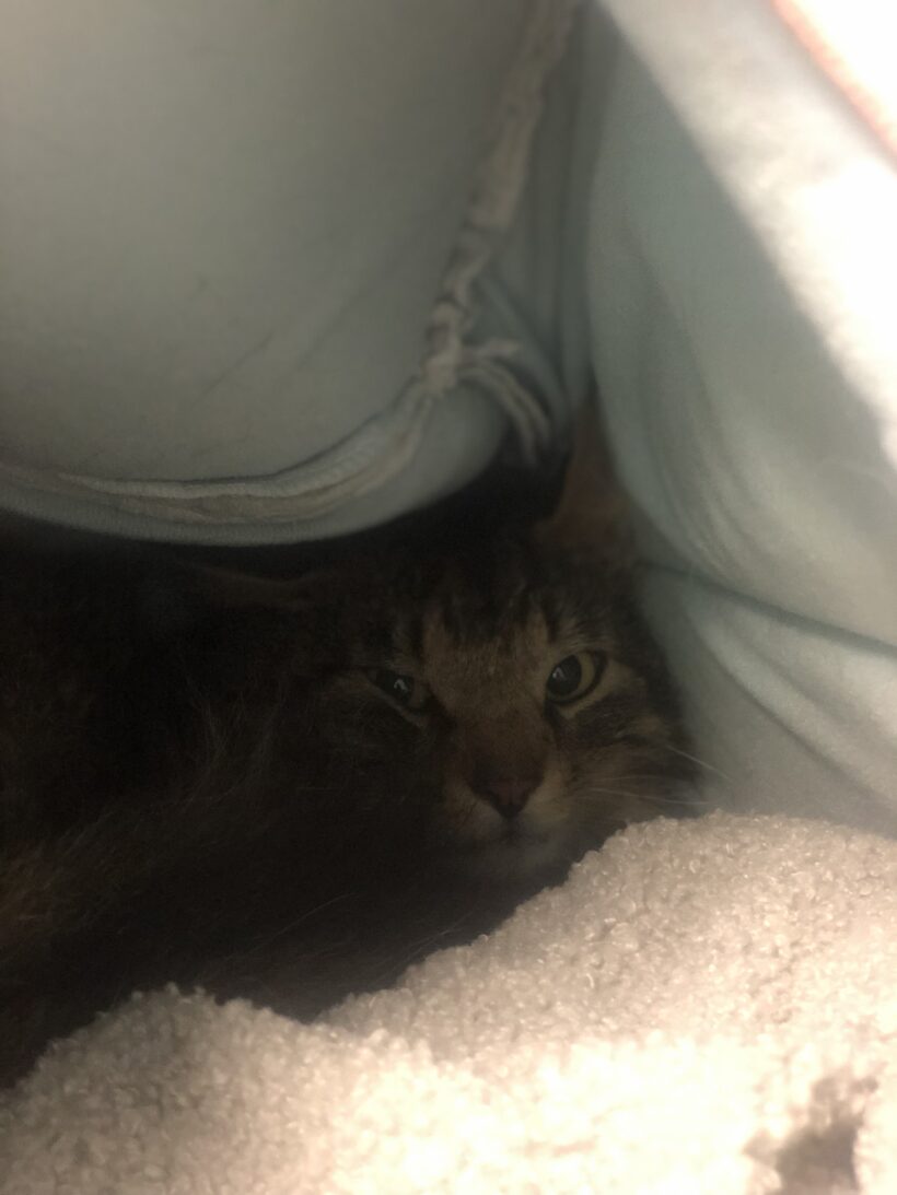 FUND: Kater, unkastriert , Langhaar Mix