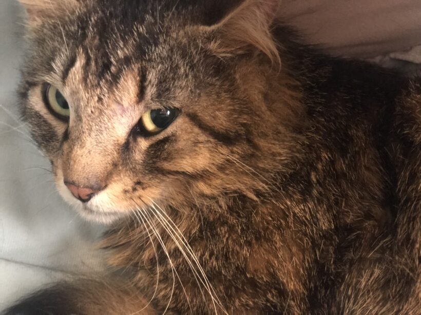 FUND: Kater, unkastriert , Langhaar Mix