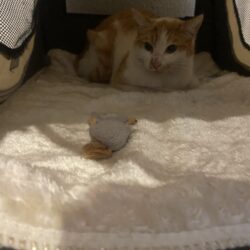 FUND: Katze, weiß mit rot , noch beim Finder