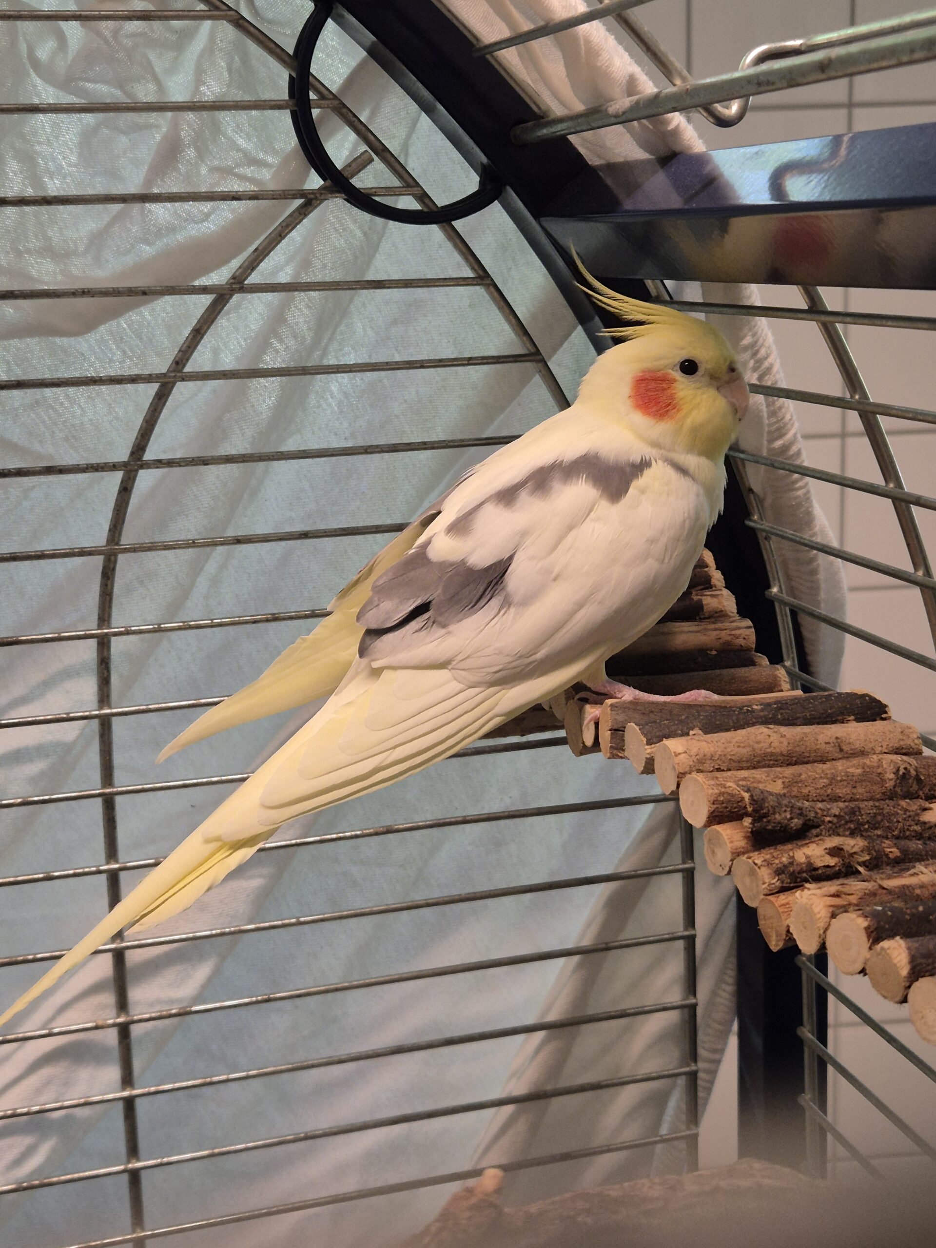 Zazu Zazu