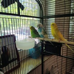 Lucky, Lenny & Linus