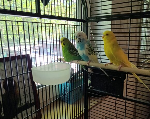 Lucky, Lenny & Linus Lucky, Lenny & Linus