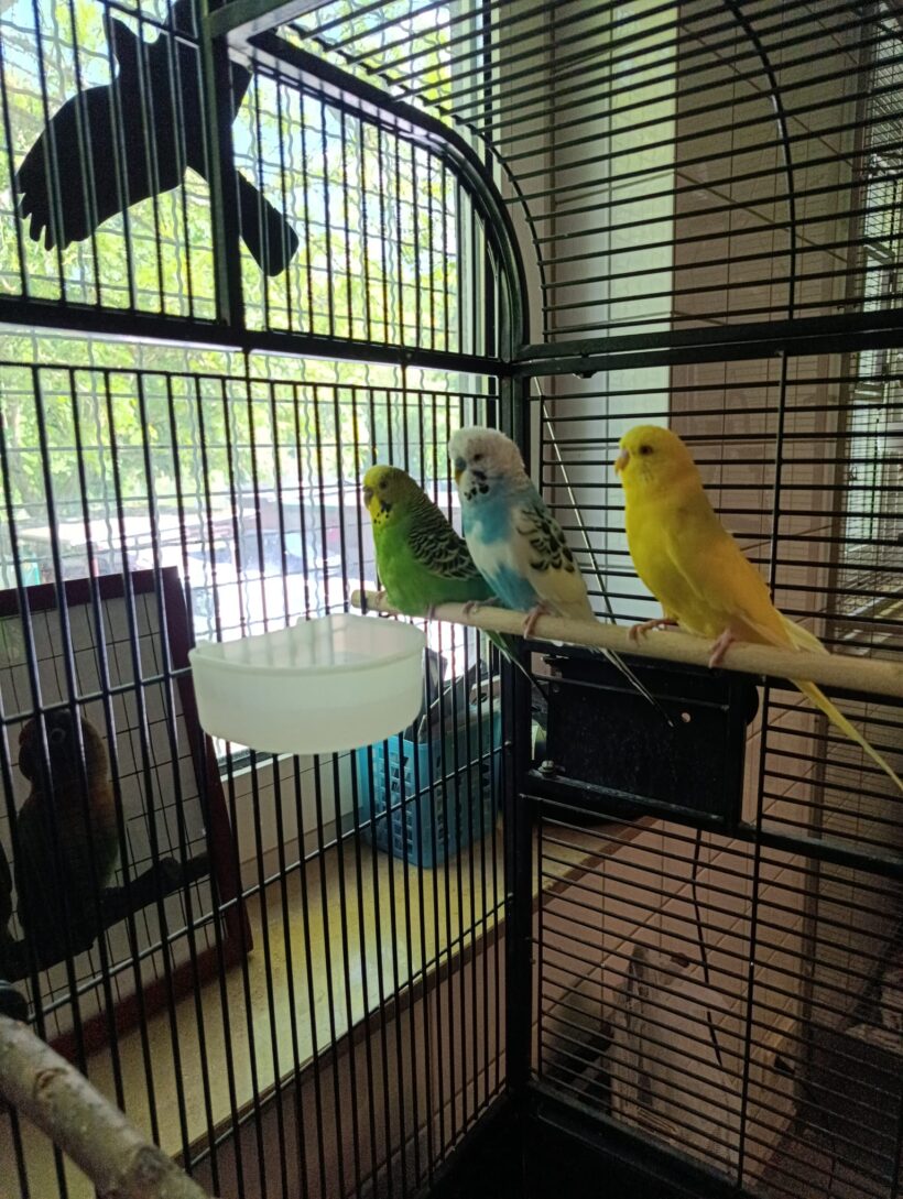 Lucky, Lenny & Linus Lucky, Lenny & Linus