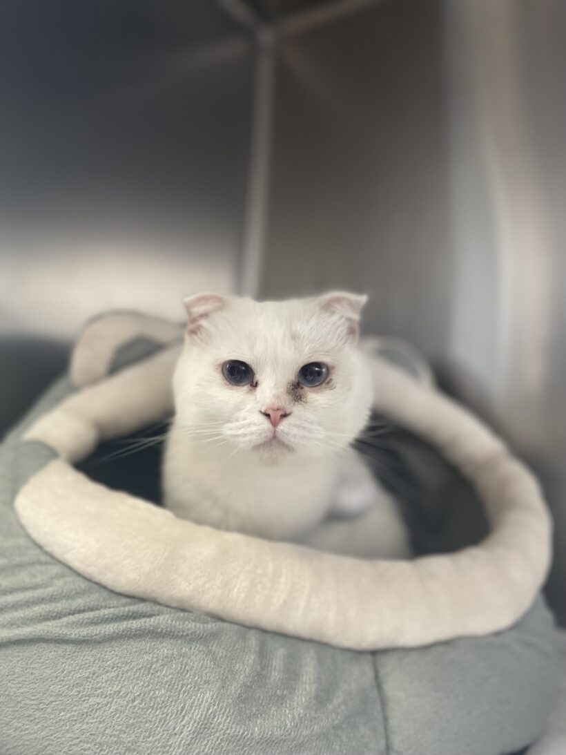 FUND: Katze, nicht gechipt