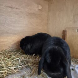 Fund: Zwei Kaninchen, Widder, schwarz