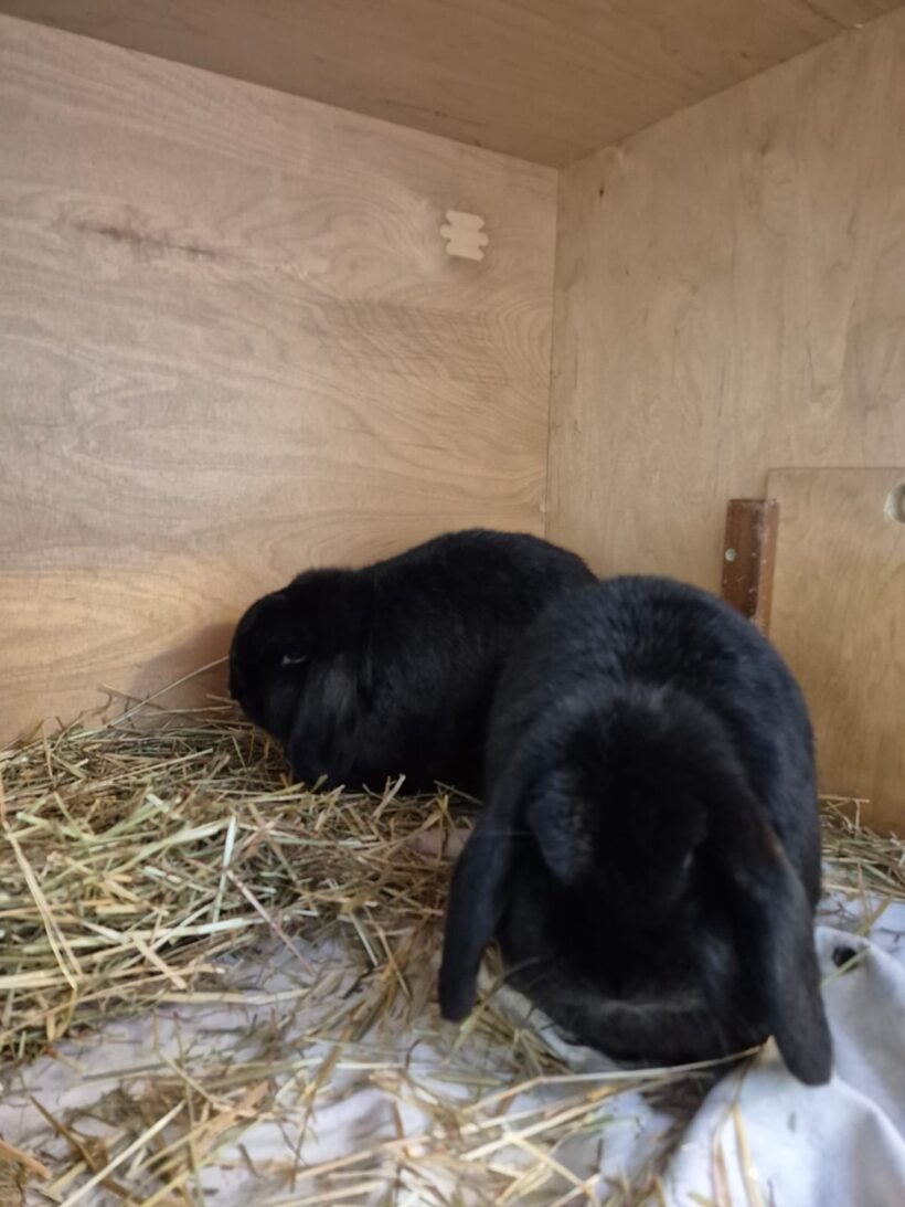 Fund: Zwei Kaninchen, Widder, schwarz