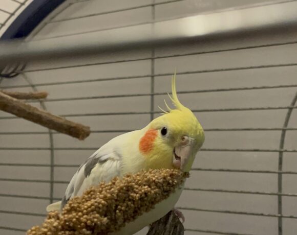 Zazu Zazu