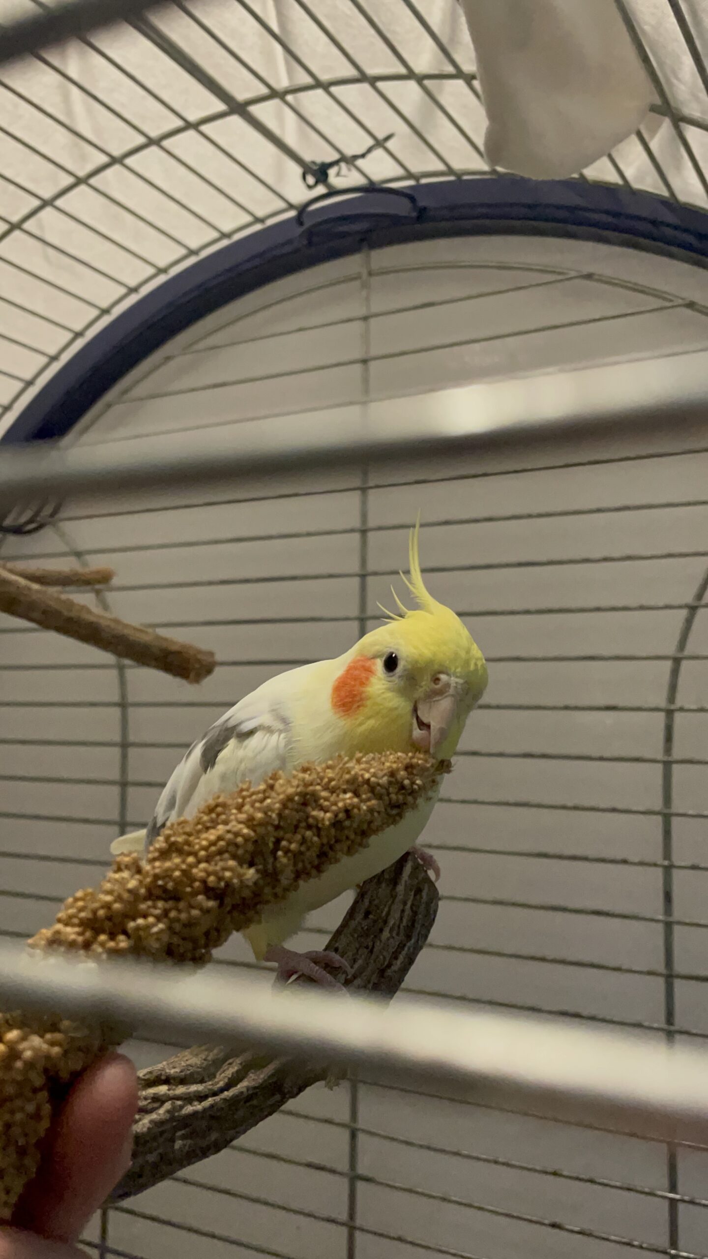 Zazu Zazu