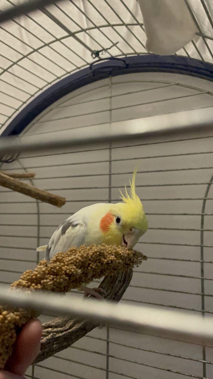 Zazu Zazu