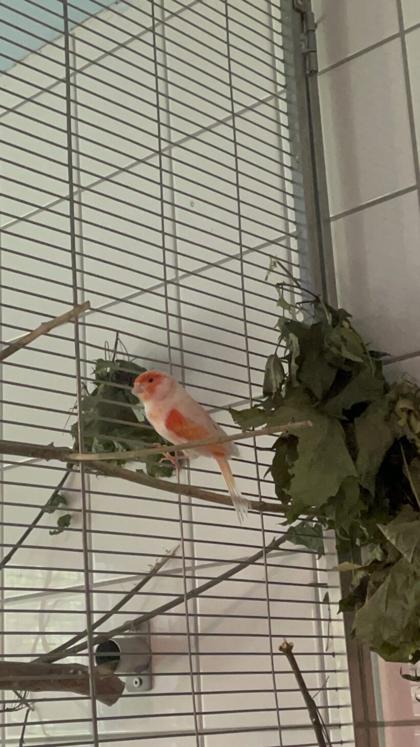 Kanarienvogel Henne „Wölfi“