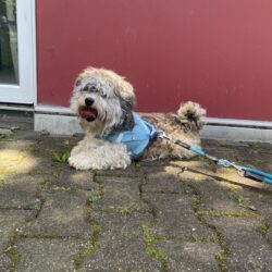 Balou
