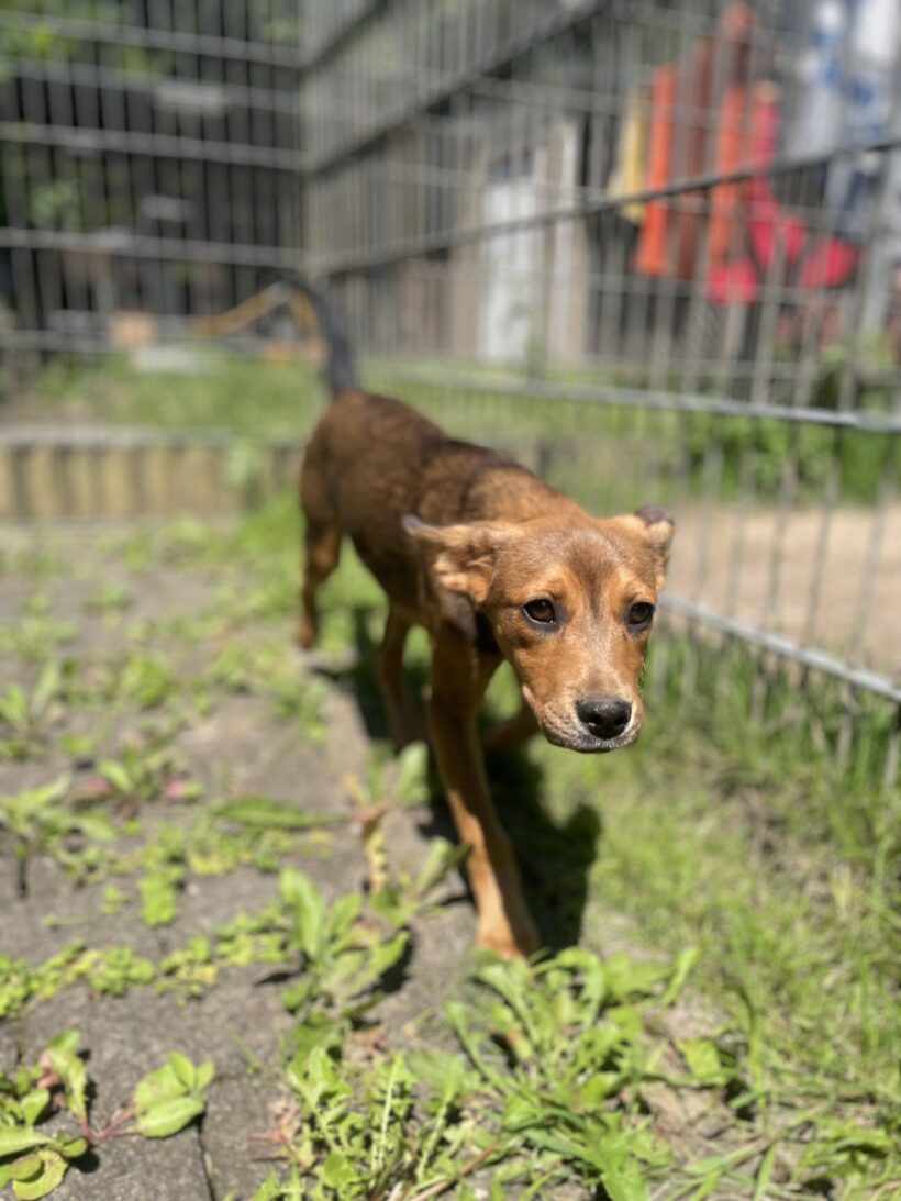 Daphne