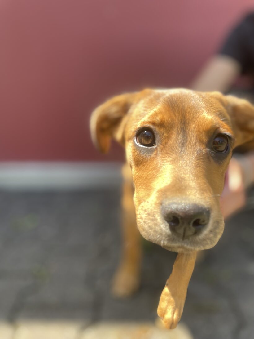 Daphne