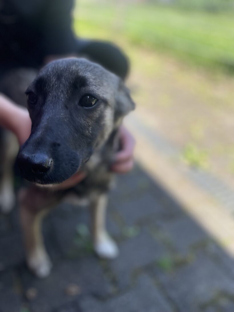Maggie