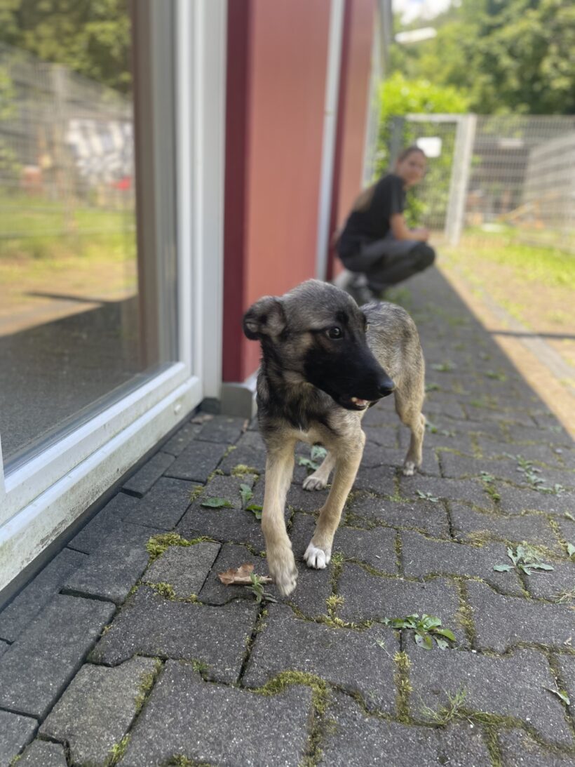 Maggie