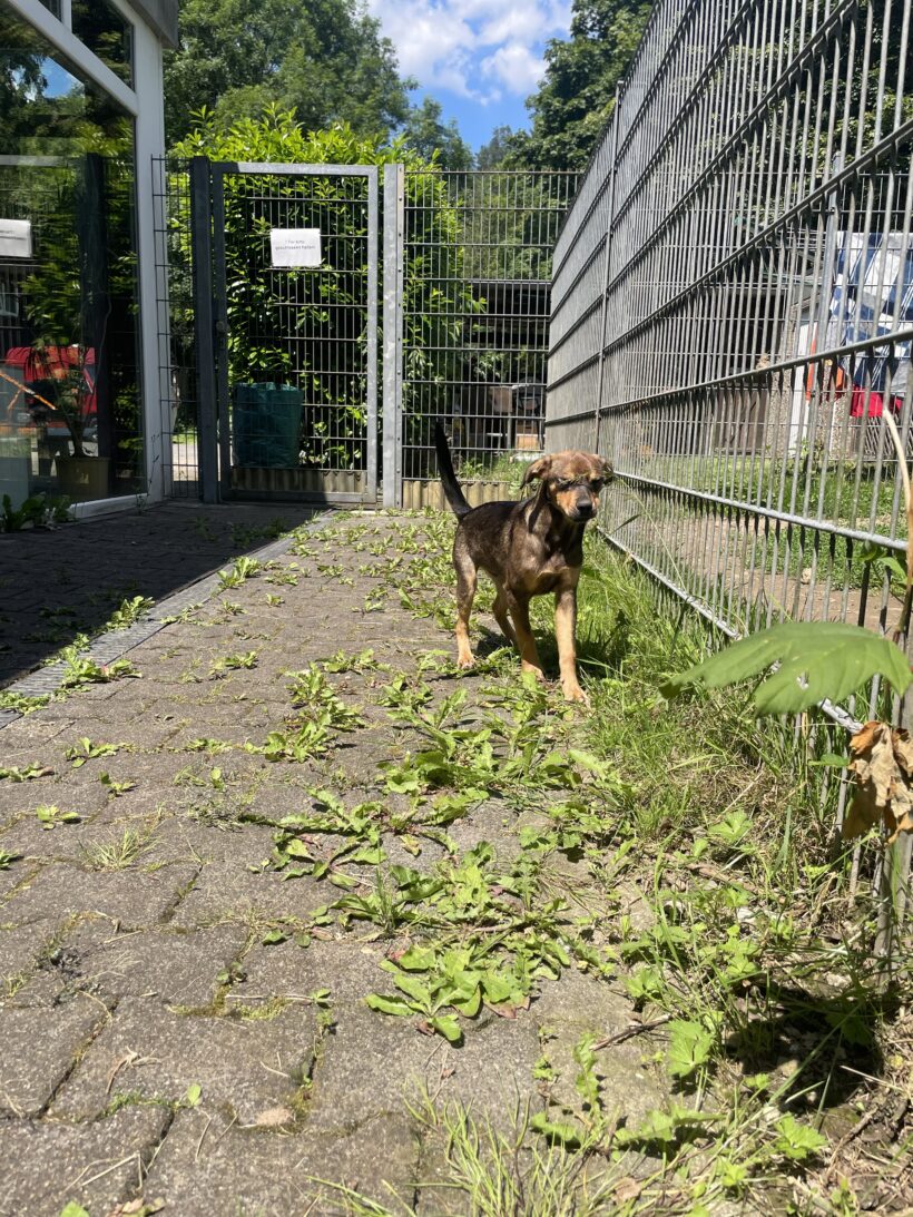Scooby (hat Interessenten)