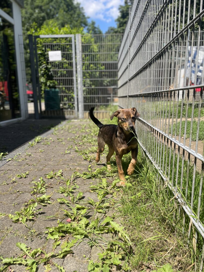 Scooby (hat Interessenten)
