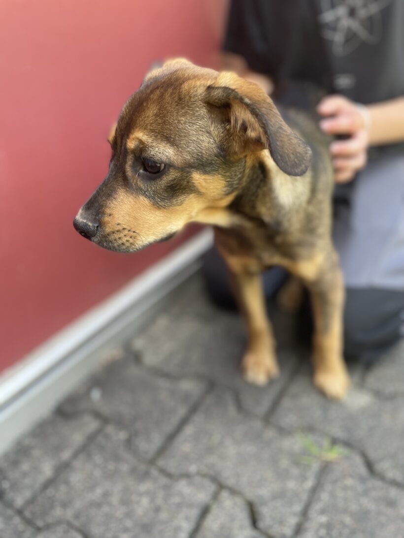 Scooby (hat Interessenten)
