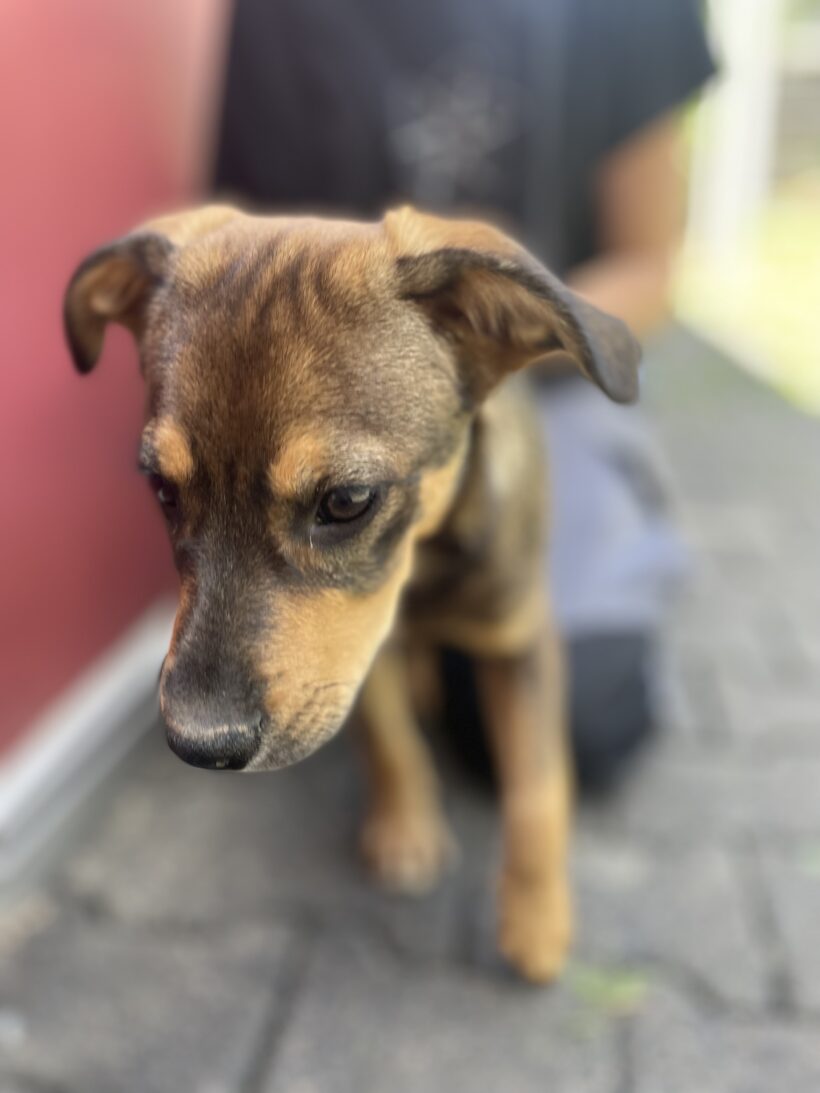 Scooby (hat Interessenten)