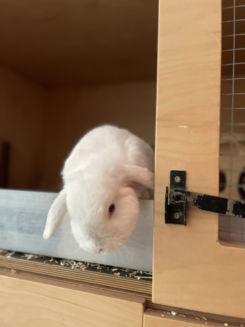 Doro
