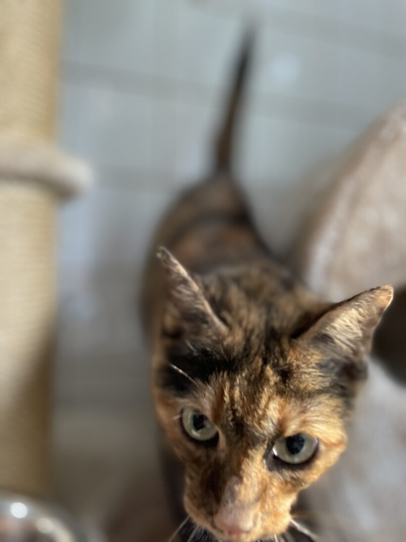 Minka