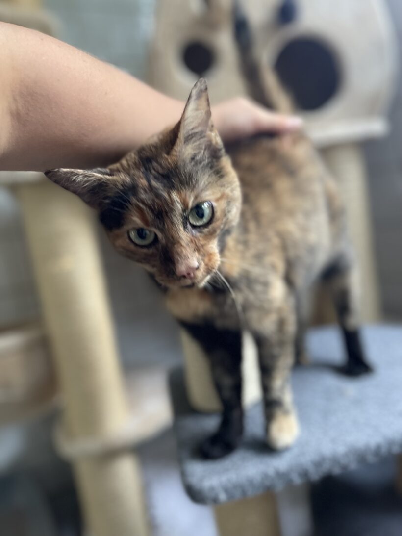 Minka