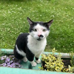 SICHTUNG: vermtl. Kater, weiß schwarz, verletzt
