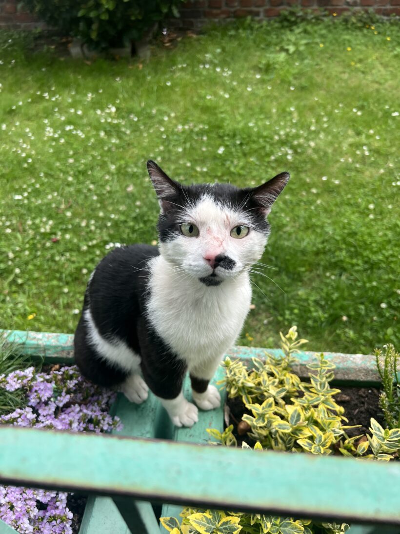 SICHTUNG: vermtl. Kater, weiß schwarz, verletzt