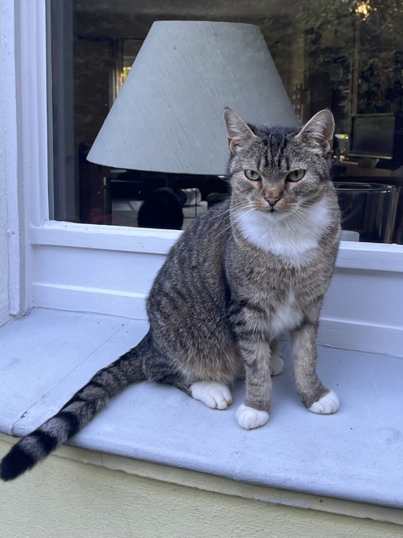 VERMISST: Kater „Loák“, EKH, männlich, kastriert VERMISST: Kater „Loák“, EKH, männlich, kastriert