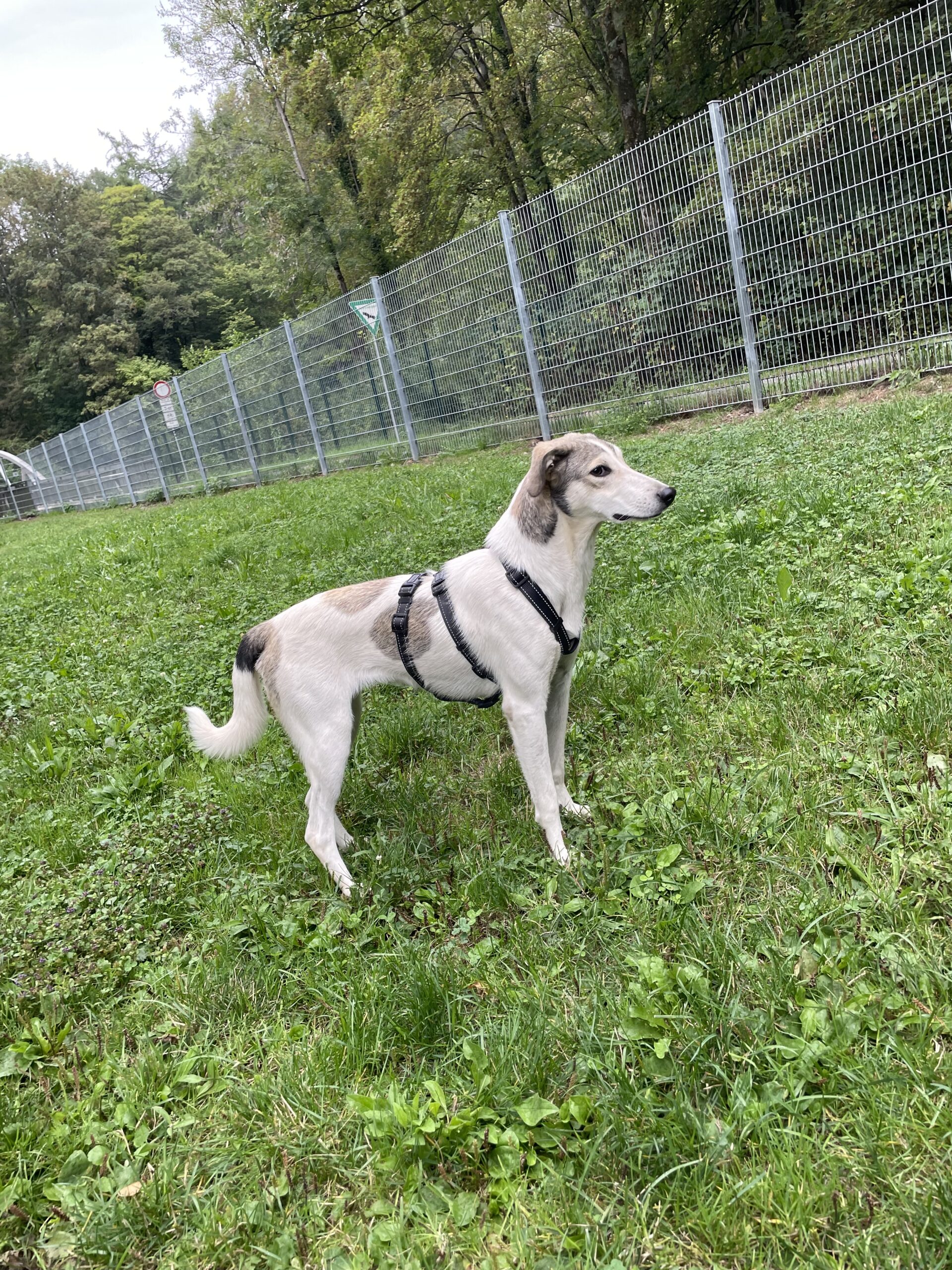 Onigiri, Podenco - Labrador Mischling – Tierheim Solingen
