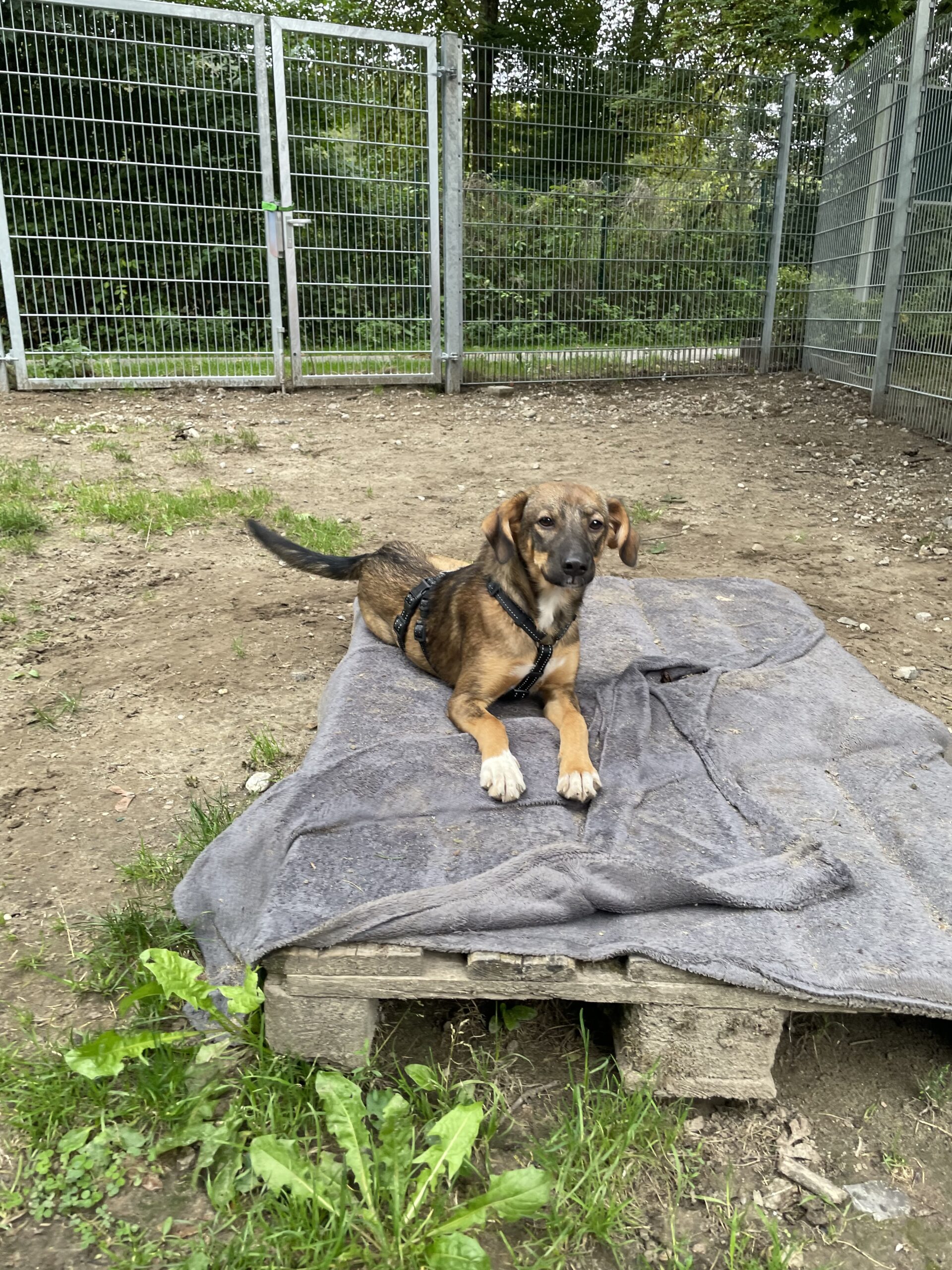 Doris, Pinscher Windhund Mischling – Tierheim Solingen