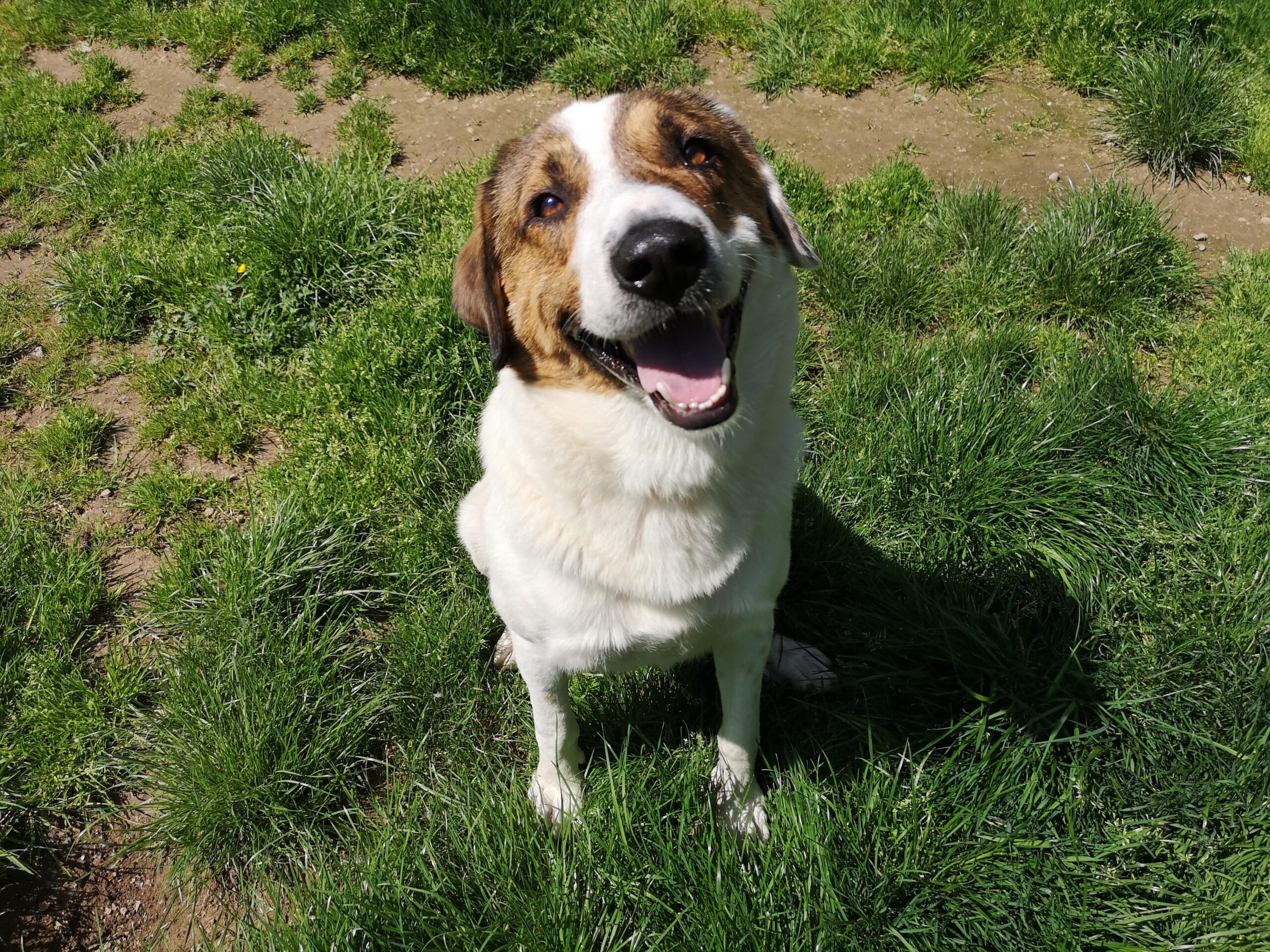 Jack, Griechischer Schäferhund Maremmano Mischling – Tierheim Solingen
